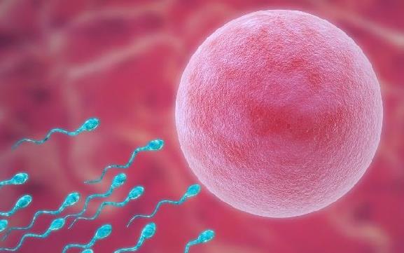 2023长沙卵巢早衰供卵试管医院名单 附供卵生男孩费用揭晓插图